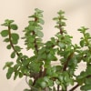 Buy Jade Plant in Round Glass Vase