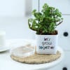 Shop Jade Plant With Self-Watering Planter