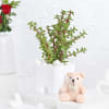 Gift Jade Plant With Self-Watering Planter And Mini Teddy Bear
