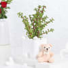 Jade Plant With Self-Watering Planter And Mini Teddy Bear Online