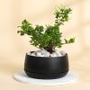 Gift Jasmine Plant With Black Planter