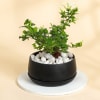 Jasmine Plant With Black Planter Online