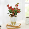 Gift Kalanchoe Plant In Golden Bow Planter