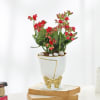 Buy Kalanchoe Plant In Golden Bow Planter