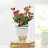 Kalanchoe Plant In Golden Bow Planter Online