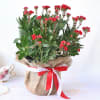 Gift Kalanchoe Plant in Jute Wrapping with Planter
