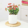 Gift Kalanchoe Plant In Ribbed White Planter