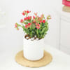 Buy Kalanchoe Plant In Ribbed White Planter