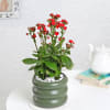 Gift Kalanchoe Plant With Ceramic Green Planter