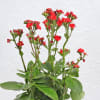 Buy Kalanchoe Plant With Ceramic Green Planter