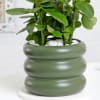 Shop Kalanchoe Plant With Ceramic Green Planter