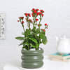 Kalanchoe Plant With Ceramic Green Planter Online