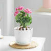 Gift Kalanchoe's Symphony