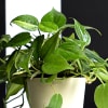 Buy Keep Going Philodendron Brasil Plant