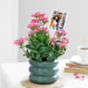 Kind Like Kalanchoe Online