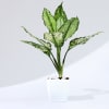 Gift Let Love Grow Aglaonema Plant with Planter