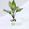 Buy Let Love Grow Aglaonema Plant with Planter