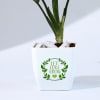 Shop Let Love Grow Aglaonema Plant with Planter