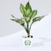 Let Love Grow Aglaonema Plant with Planter Online