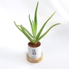 Buy Let Love Grow - Aloe Vera Plant With Pot - Personalized