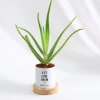 Let Love Grow - Aloe Vera Plant With Pot - Personalized Online