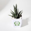 Gift Let Love Grow Haworthia Plant With Planter