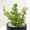 Shop Let Love Grow Jade Plant With Planter