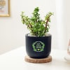 Let Love Grow Jade Plant With Planter Online