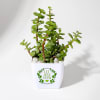 Gift Let Love Grow Jade Plant With Plastic Pot
