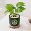 Gift Let Love Grow Money Plant With Planter