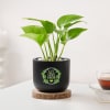 Let Love Grow Money Plant With Planter Online