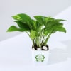 Buy Let Love Grow Money Plant With Plastic Pot