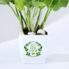 Shop Let Love Grow Money Plant With Plastic Pot
