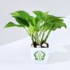 Let Love Grow Money Plant With Plastic Pot Online
