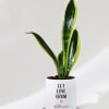 Gift Let Love Grow - Snake Plant With Pot - Personalized