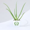 Gift Let's Grow Together Aloe Vera Plant With Planter