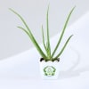 Let's Grow Together Aloe Vera Plant With Planter Online