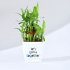 Gift Let's Grow Together Lucky Bamboo Plant with Plastic Pot