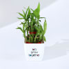 Buy Let's Grow Together Lucky Bamboo Plant with Plastic Pot