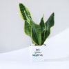 Gift Let's Grow Together Snake Superba Plant With Planter