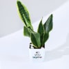 Buy Let's Grow Together Snake Superba Plant With Planter