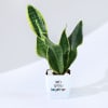 Let's Grow Together Snake Superba Plant With Planter Online