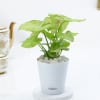 Gift Lively Syngonium And Self-Watering Planter