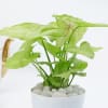 Buy Lively Syngonium And Self-Watering Planter