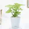 Lively Syngonium And Self-Watering Planter Online