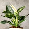 Buy Love Grow Bloom Philodendron Birkin Plant