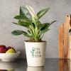 Love Grow Bloom Philodendron Birkin Plant Online