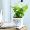 Buy Love In Bloom - Money Plant With Self Watering Planter