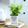Shop Love In Bloom - Money Plant With Self Watering Planter
