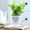 Love In Bloom - Money Plant With Self Watering Planter Online
